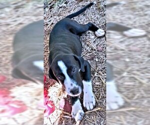 Bluetick Coonhound-Unknown Mix Dogs for adoption in Rutherfordton, NC, USA