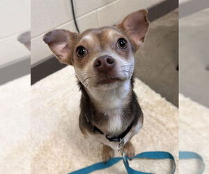 Chihuahua Dogs for adoption in Waterford, VA, USA