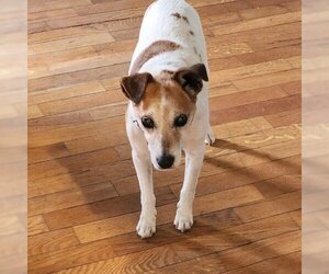 Jack Russell Terrier Dogs for adoption in Spring Hill, KS, USA