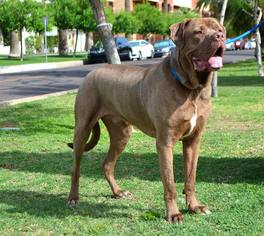 Neapolitan Mastiff Dogs for adoption in Goodyear, AZ, USA