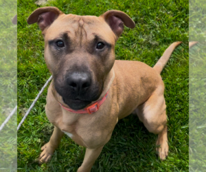 Black Mouth Cur-Unknown Mix Dogs for adoption in Rohnert Park, CA, USA