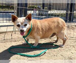 Chihuahua Dogs for adoption in Orange, CA, USA