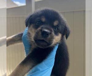 Rottweiler-Unknown Mix Dogs for adoption in San Antonio, TX, USA