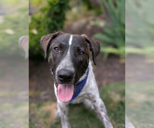 Collie-Unknown Mix Dogs for adoption in Sandy, UT, USA
