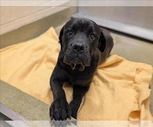 Mutt Dogs for adoption in Moreno Valley, CA, USA