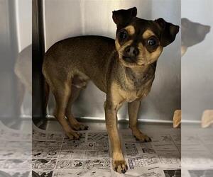 Chihuahua-Unknown Mix Dogs for adoption in San Antonio, TX, USA