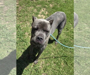 Mutt Dogs for adoption in Glen Allen, VA, USA