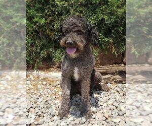 Poodle (Miniature) Dogs for adoption in Albuquerque, NM, USA