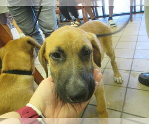 German Shepherd Dog-Unknown Mix Dogs for adoption in Ocala, FL, USA