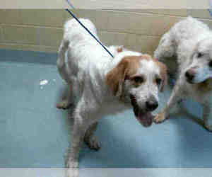 Great Pyrenees Dogs for adoption in Tulsa, OK, USA