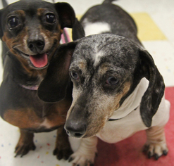 Dachshund Dogs for adoption in Rochester, NY, USA
