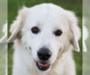 Great Pyrenees Dogs for adoption in Dallas, TX, USA