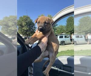 Black Mouth Cur Dogs for adoption in Oklahoma City, OK, USA