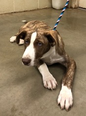 Small Alaskan Husky Mix