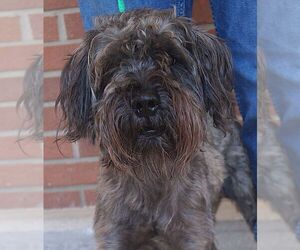 Mutt Dogs for adoption in Carrollton, TX, USA