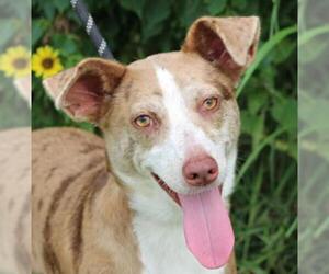 Catahoula Leopard Dog-Unknown Mix Dogs for adoption in Missouri City, TX, USA
