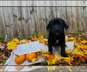 Labrador Retriever-Unknown Mix Dogs for adoption in Duluth, MN, USA