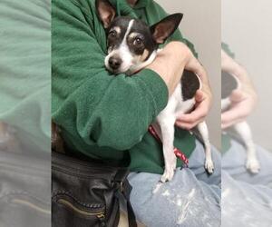 Rat Terrier-Unknown Mix Dogs for adoption in Blackwood, NJ, USA