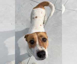 American Pit Bull Terrier-Unknown Mix Dogs for adoption in Oakhurst, NJ, USA