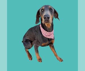 Doberman Pinscher Dogs for adoption in Bakersfield, CA, USA
