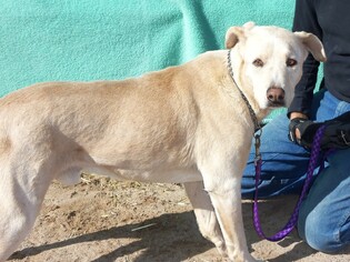 Labrador Retriever Dogs for adoption in Golden Valley, AZ, USA