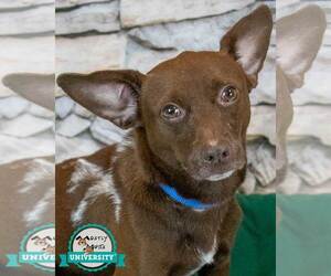 Chihuahua-Unknown Mix Dogs for adoption in Kennesaw, GA, USA