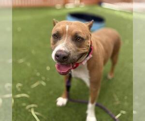 Mutt Dogs for adoption in Las Vegas, NV, USA