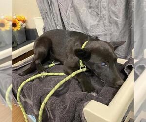 Border Collie-Unknown Mix Dogs for adoption in Modesto, CA, USA
