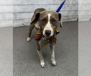 Chihuahua-Unknown Mix Dogs for adoption in San Bernardino, CA, USA