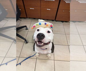 Mutt Dogs for adoption in Virginia Beach, VA, USA