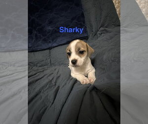 Jack Russell Terrier-Unknown Mix Dogs for adoption in Ball Ground, GA, USA