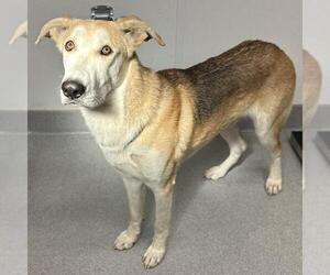 German Shepherd Dog-Siberian Husky Mix Dogs for adoption in Rancho Cucamonga, CA, USA