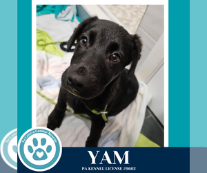 Labrador Retriever-Unknown Mix Dogs for adoption in Kimberton, PA, USA