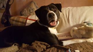 Labrador Retriever-Unknown Mix Dogs for adoption in West Milton, PA, USA