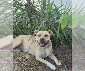 American Staffordshire Terrier Dogs for adoption in San Antonio, TX, USA