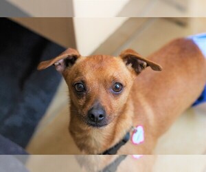 Doxie-Pin Dogs for adoption in Santa Cruz, CA, USA