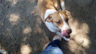 Beagle-Unknown Mix Dogs for adoption in lepanto , AR, USA