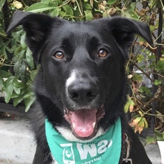 Shepradors Dogs for adoption in San Francisco, CA, USA