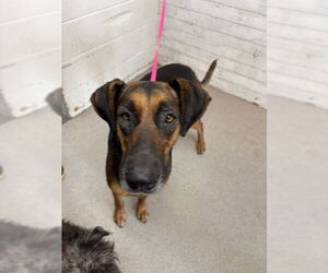 German Shepherd Dog-Unknown Mix Dogs for adoption in San Bernardino, CA, USA