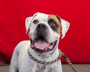 Boxer Dogs for adoption in Pasadena, CA, USA