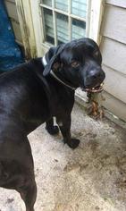 Mastiff Dogs for adoption in Pembroke, GA, USA