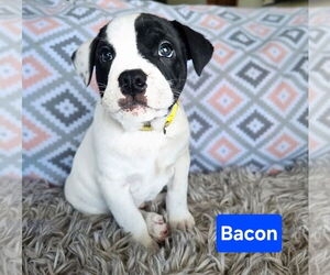 Mutt Dogs for adoption in Duluth, MN, USA