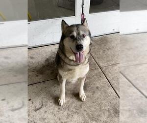Siberian Husky Dogs for adoption in Forestville, MD, USA