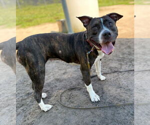 Mutt Dogs for adoption in Virginia Beach, VA, USA