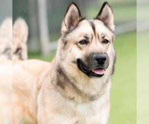 German Shepherd Dog-Unknown Mix Dogs for adoption in Camarillo, CA, USA
