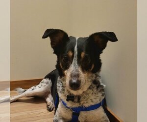 Mutt Dogs for adoption in Princeton, MN, USA