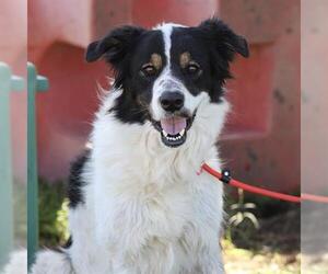 Australian Shepherd-Unknown Mix Dogs for adoption in Modesto, CA, USA