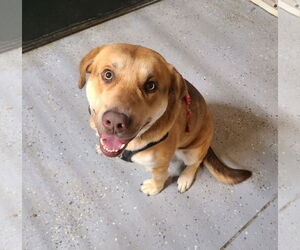 Bull Terrier-Unknown Mix Dogs for adoption in Woodsfield, OH, USA