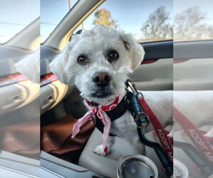 Poodle (Miniature)-Unknown Mix Dogs for adoption in San Jose, CA, USA