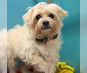 Mutt Dogs for adoption in San Antonio, TX, USA